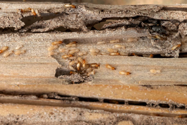 Best Bed Bug Extermination  in Hamilton City, CA